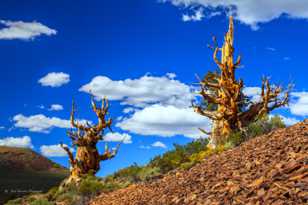 Bristlecone Pine, Schulman Grove-3960